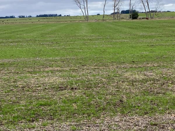 685 hás hectáreas. Agrícola Ganadero en Rocha Uruguay